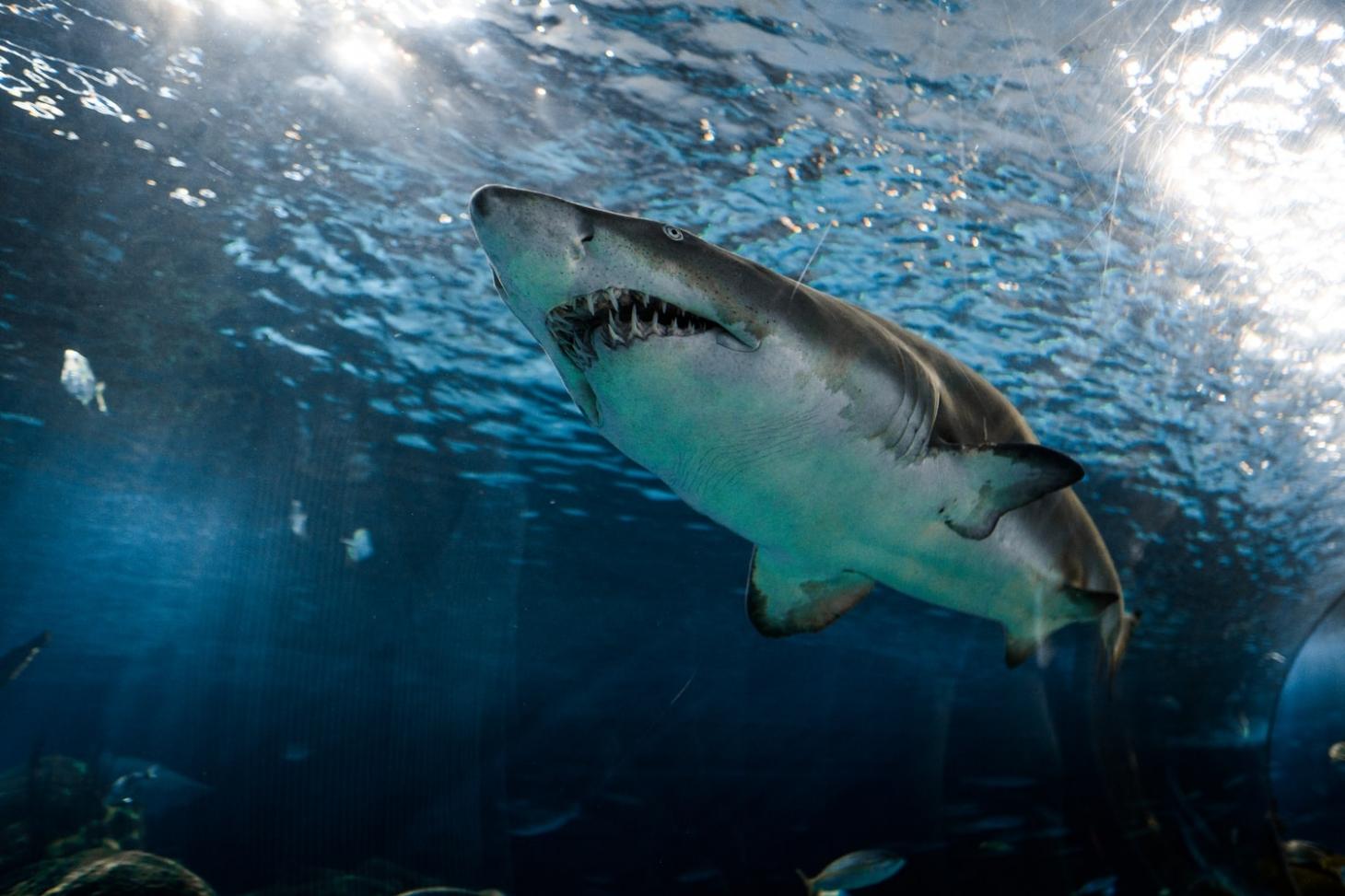 Arrêtez tout on a trouvé plus dangereux que les requins