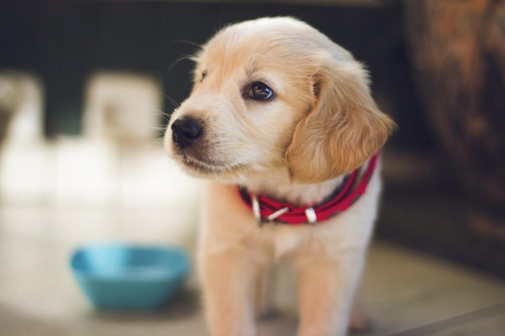 Parfum pour chien