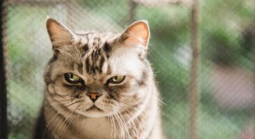 Insolite : Votre chat est-il psychopathe ? Ce test en ligne répond !