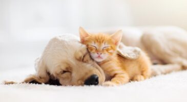 Europe2 Tonic : Découvrez le Top 5 des noms les plus donnés aux chats et chiens !