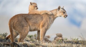 Europe2 Tonic : Un Puma en liberté dans le Nord, les internautes se mobilisent avec une pétition