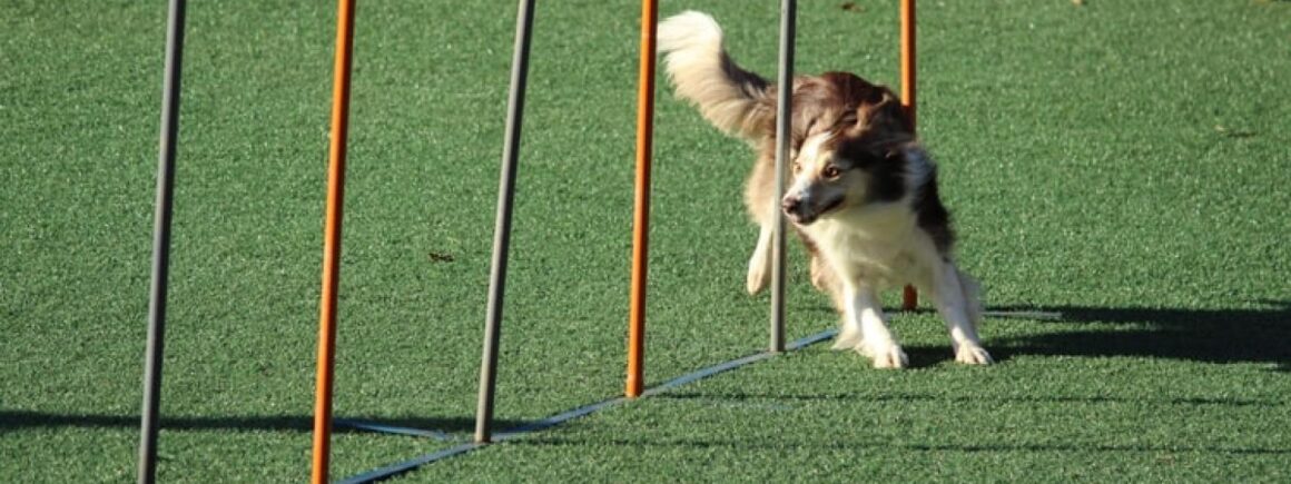 Insolite : Pablo, le chien qui a parcouru 400 km pour retrouver ses maîtres