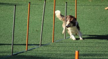 Insolite : Pablo, le chien qui a parcouru 400 km pour retrouver ses maîtres