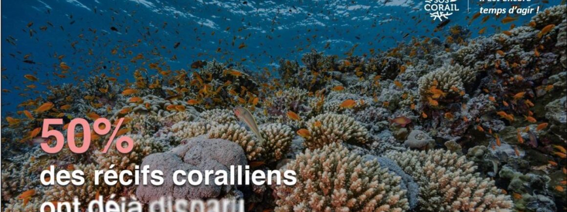 Bienvenue Chez Clément – Afterwork Europe 2 : SOS Corail, pour l’avenir des océans