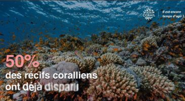 Bienvenue Chez Clément : SOS Corail, pour l'avenir des océans