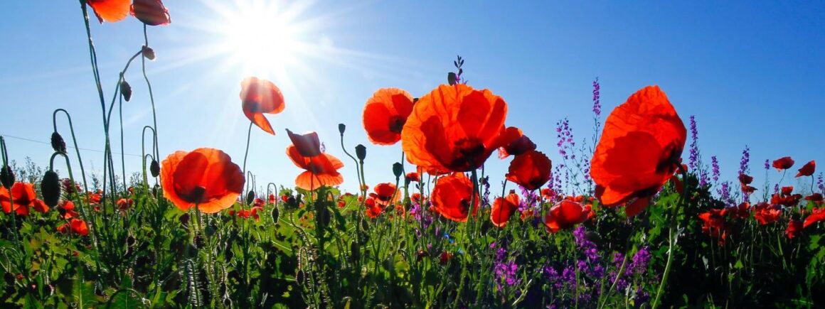 Plus Mel la vie : Ces masques biodégradables se transforment en fleurs lorsque vous les plantez !