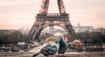 Pourquoi les pigeons perdent leurs pattes à cause des coiffeurs ?