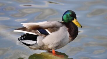 Ce canard rit comme un humain et c'est aussi drôle que flippant (VIDEO)