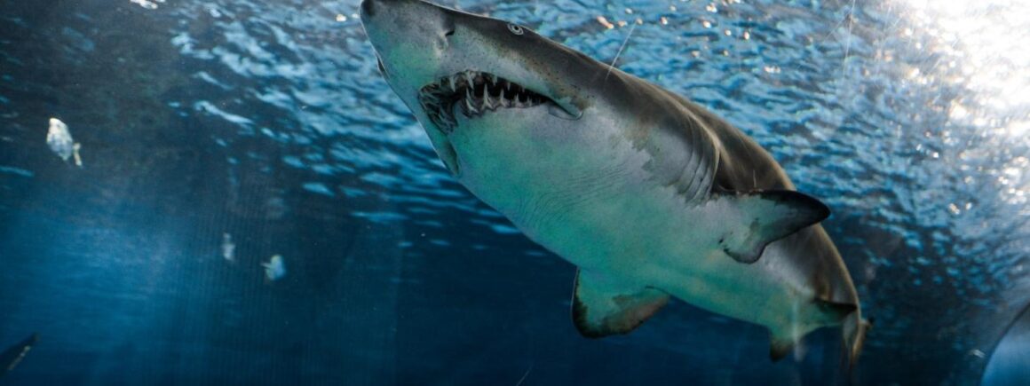 Arrêtez tout, on a trouvé plus dangereux que les requins !