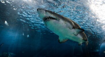 Arrêtez tout, on a trouvé plus dangereux que les requins !