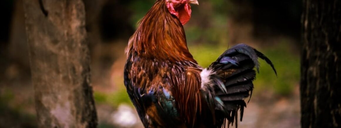 Le tribunal a tranché, Maurice le coq a le droit de chanter !