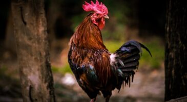 Le tribunal a tranché, Maurice le coq a le droit de chanter !