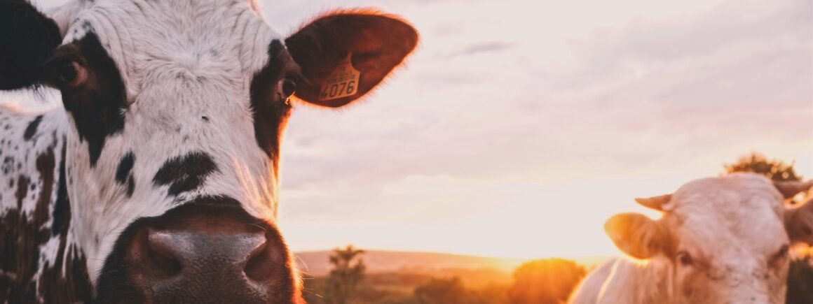 Les vache seraient plus productives en écoutant… du REM