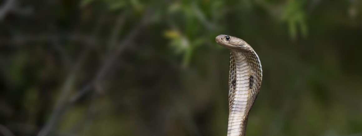 Houdini, un cobra royal, s’échappe d’un zoo suédois