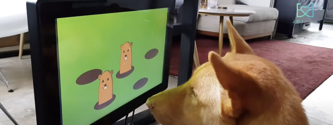 Une startup prévoit de développer des jeux vidéos … pour chiens !