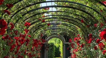 3 erreurs à ne pas faire dans son jardin