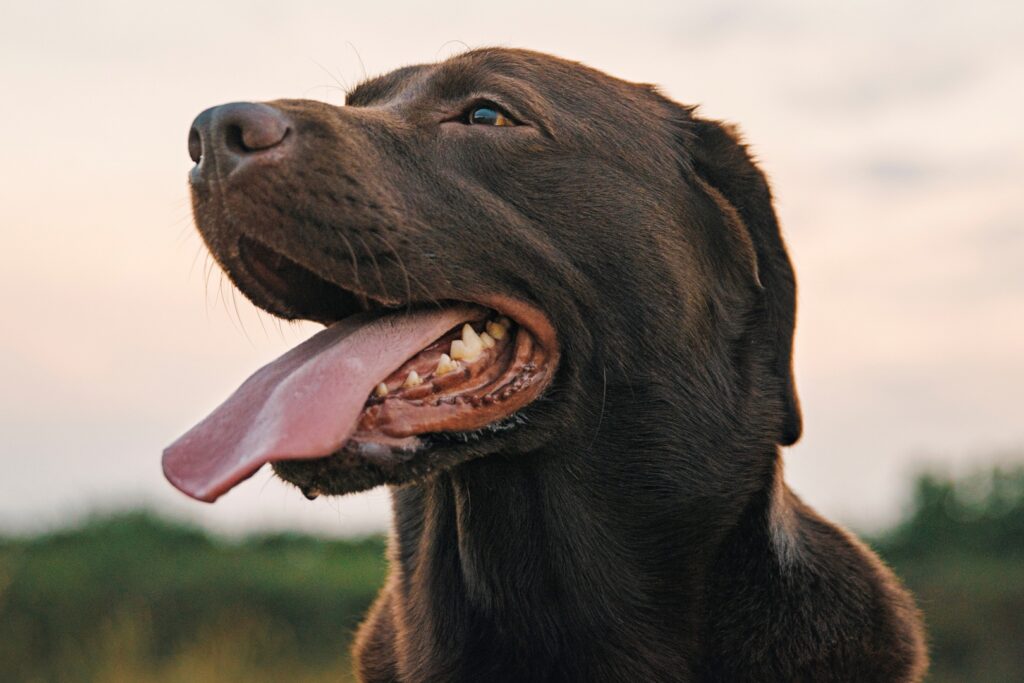 Un labrador pour réconforter Arsenal