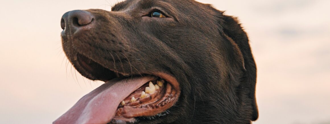 Un labrador pour réconforter les joueurs d’Arsenal !