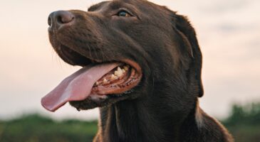 Un labrador pour réconforter Arsenal