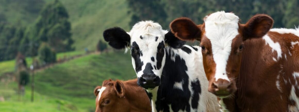 Pour 16 millions d’américains, le lait chocolaté viendrait de vaches marrons