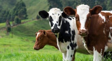 Le lait chocolaté et les vaches marrons