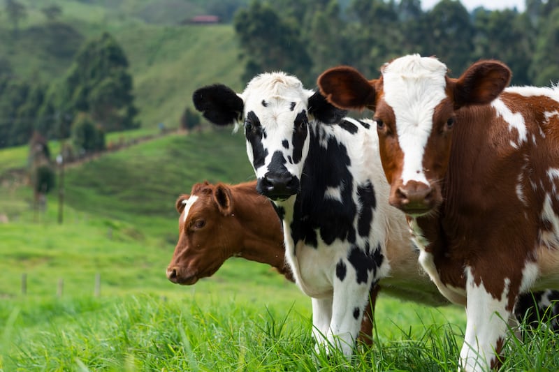 Le lait chocolaté et les vaches marrons