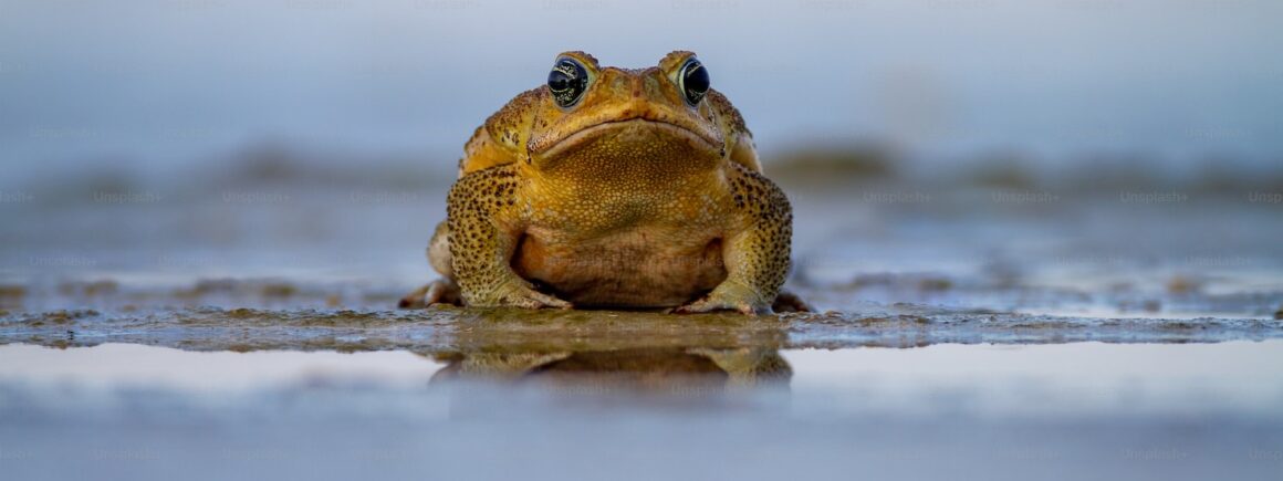 Une guerre de voisinage… à cause d’une grenouille