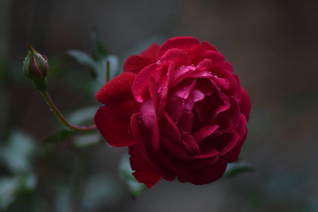 Elle traverse l'aéroport avec une rose