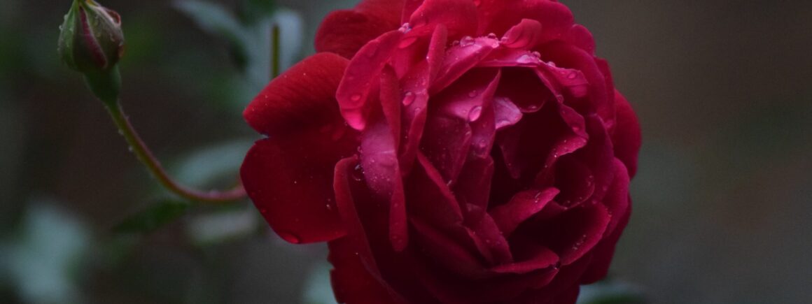 Plus de 1000 euros d’amende… pour avoir traversé l’aéroport avec une rose