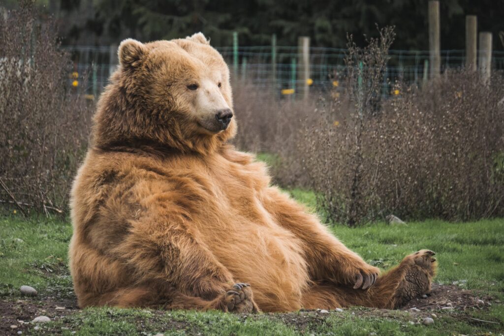 Un ours brun s'incruste sur une table de pique nique