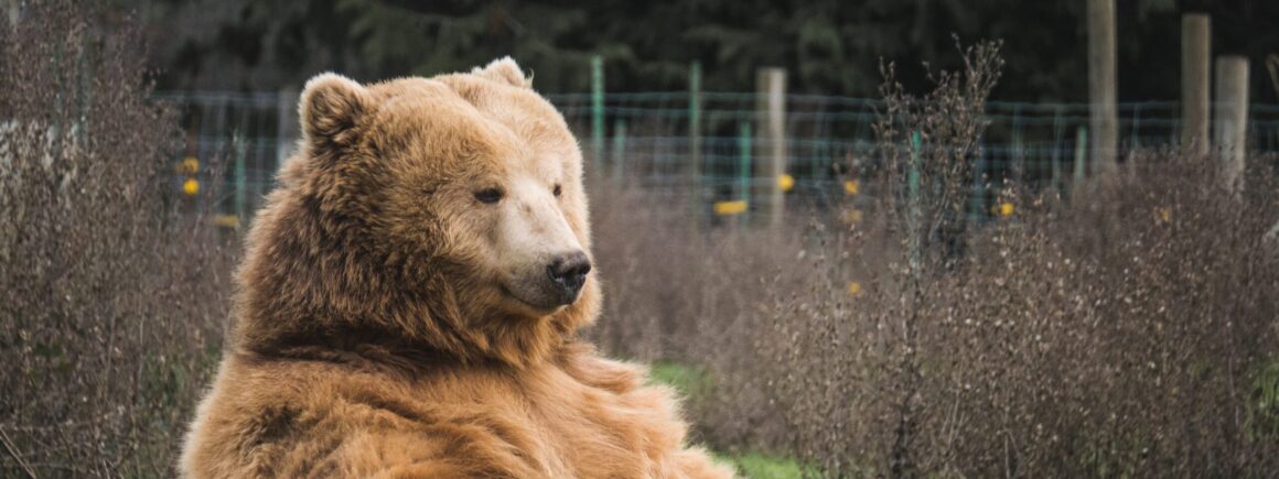 Quand un ours s’incruste au pique-nique d’une famille (VIDEO)