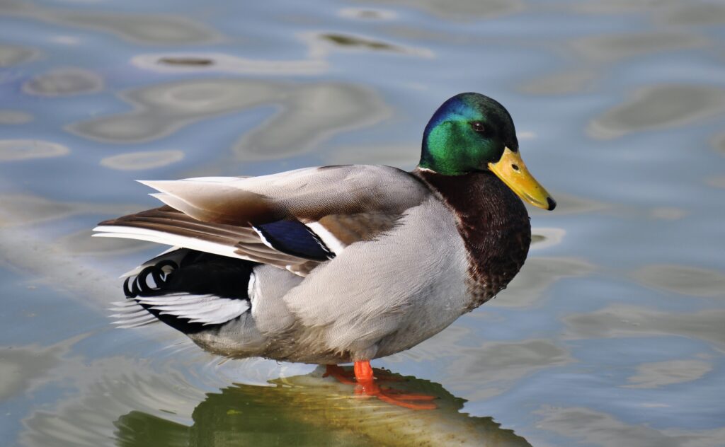 La danse des canards cartonne sur Tik Tok