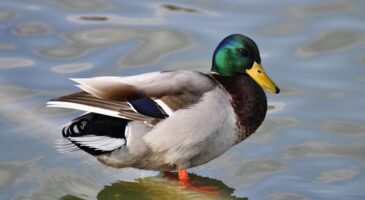 La danse des canards cartonne sur Tik Tok