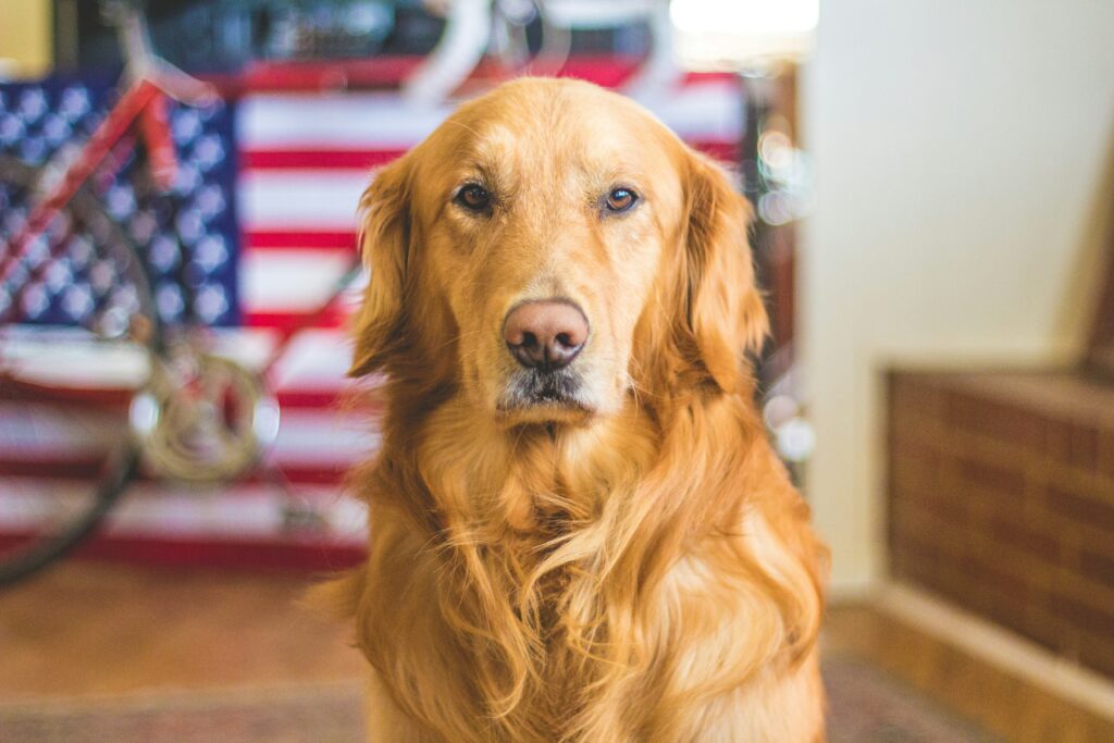 10 000 euros pour un chien ?