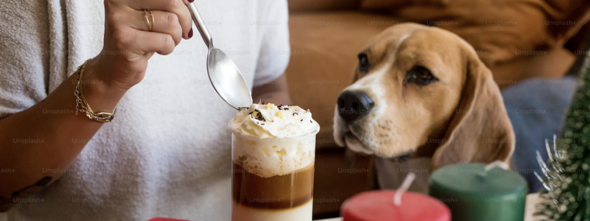 Le Bone Appart, premier café pour chien ouvre à Paris