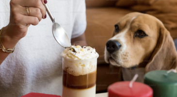 le-bone-appart-premier-cafe-pour-chien-ouvre-a-paris